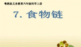 食物链视频,探寻生态系统中能量流转的奇妙旅程